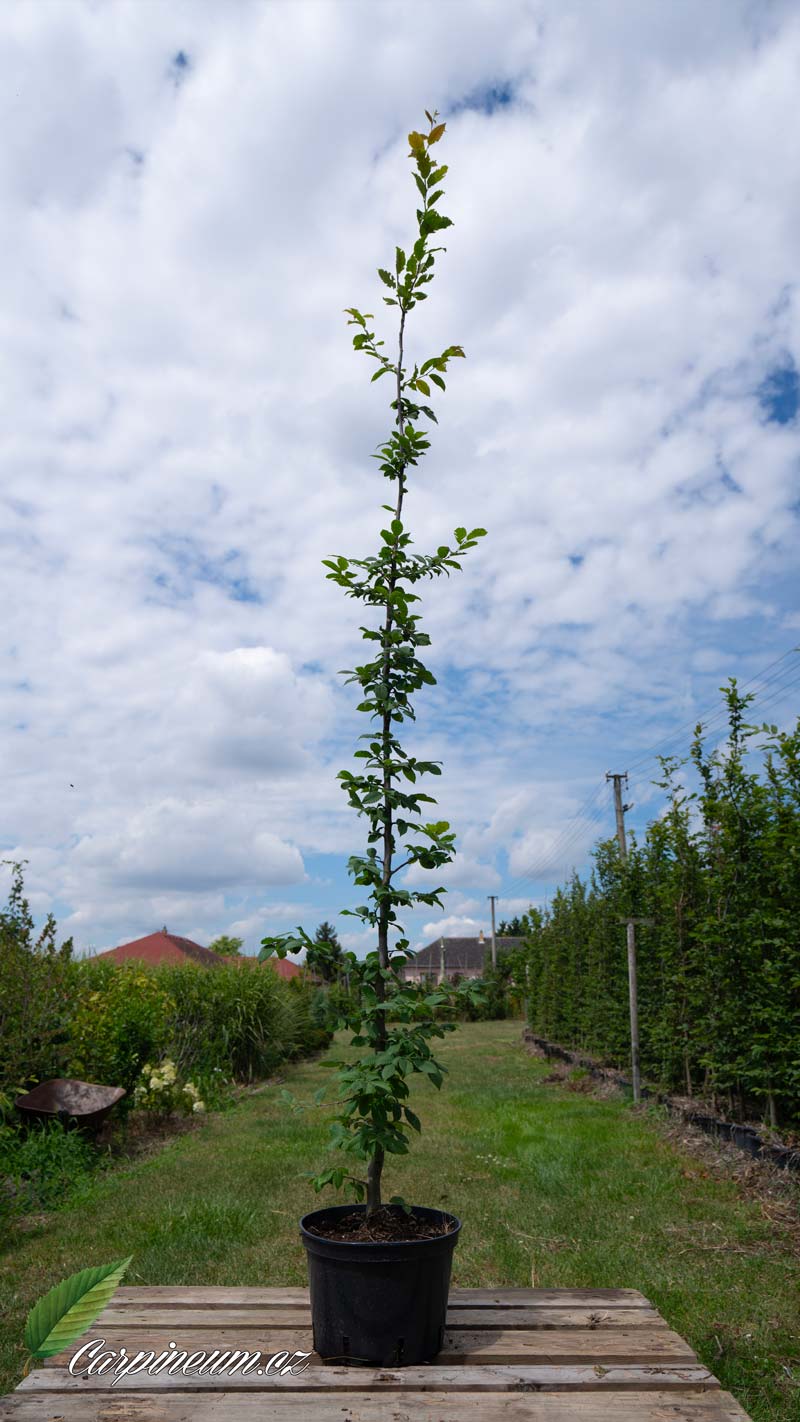 Habr obecný - Carpinus betulus 125 - 150  5L