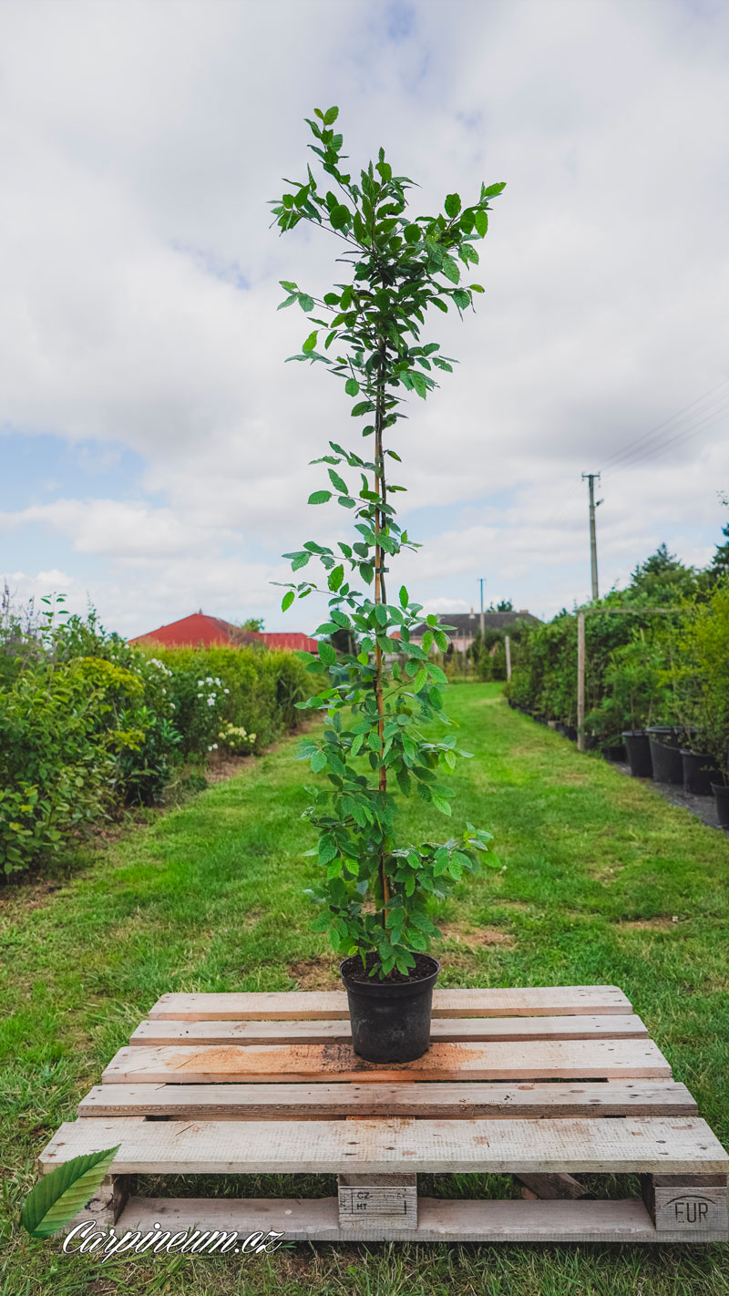 Habr obecný 125 - 150 cm cm/5L 
