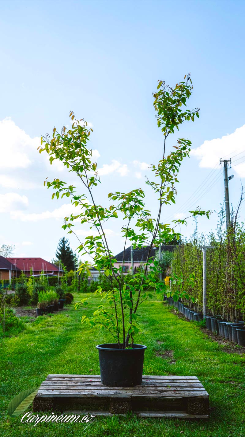 Muchovník lamarckův vícekmen - Amelanchier lamarckii 150 - 175 cm, 