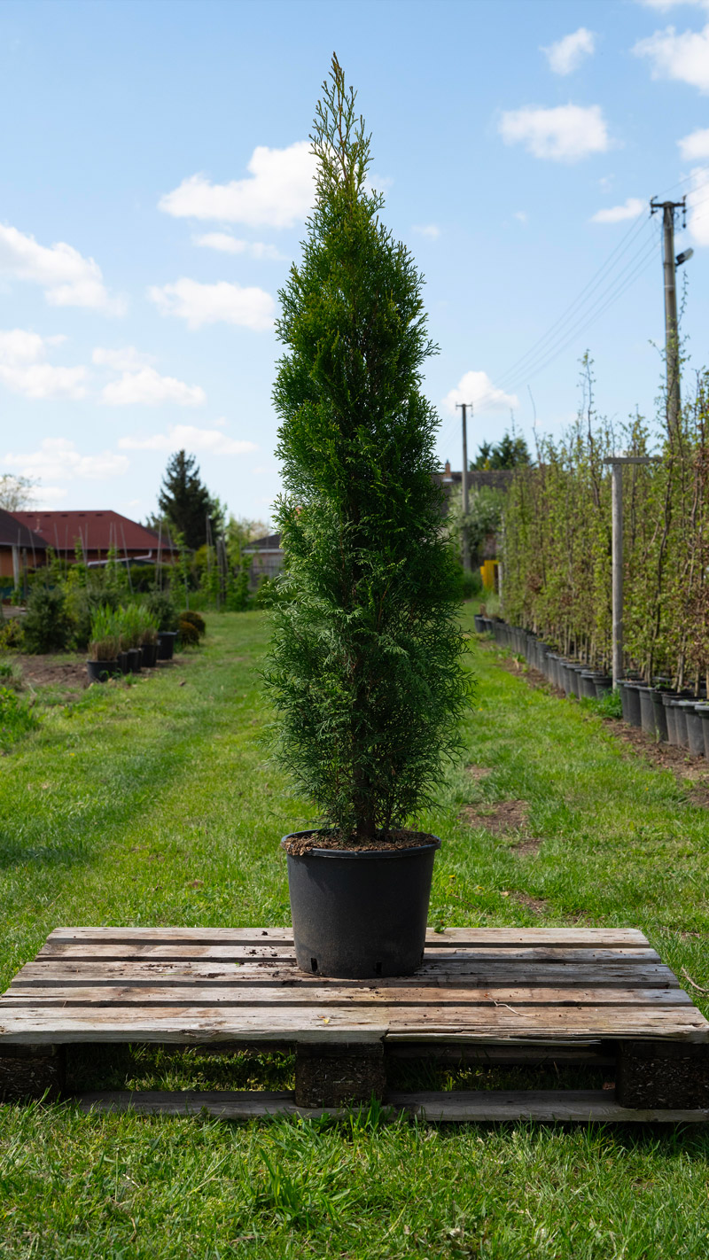 Thuja occidentalis 'Smaragd'  120 - 140 cm 