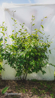 Muchovník lamarckův vicekmen - Amelanchier lamarckii 125 - 150 cm, zemní bal 