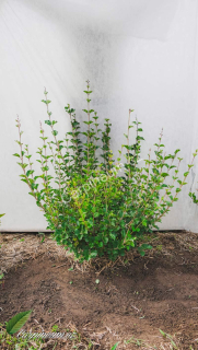 Šeřík Meyerův ' Palibin' - Syringa meyerii 'Palibin'